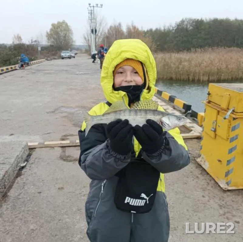 Zander — Kaliningradskaya oblast, Nov 11, 2024