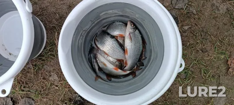 Roach — Kaliningradskaya oblast, Nov 23, 2024