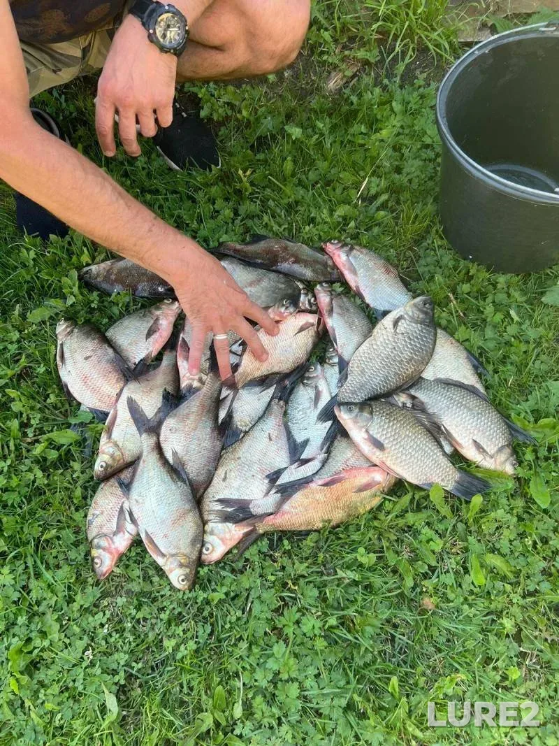 Bream, Crucian carp — Ryazanskaya oblast, Aug 19, 2024