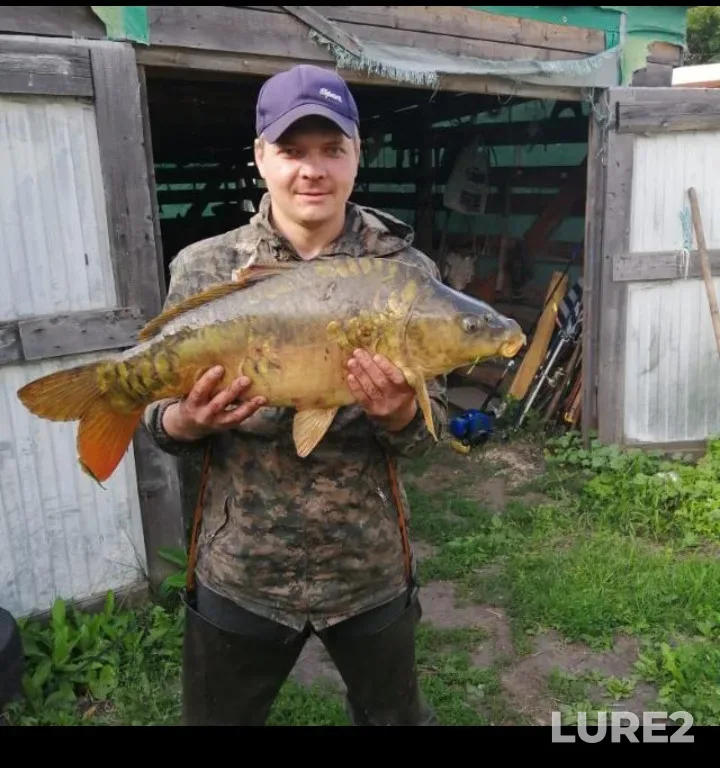 Carp — Knubr, Jan 28, 2025