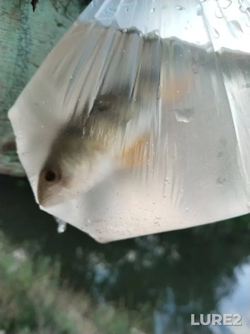 Perch — Tarelka, Jul 15, 2024, 5:00 PM
