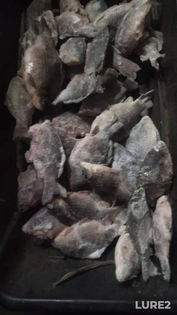 Crucian carp — Altayskiy kray, Feb 09, 2025