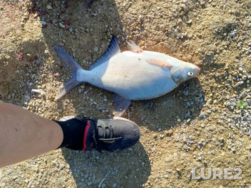 Bream — Bolshoy Irgiz, Sep 18, 2024, 6:35 PM