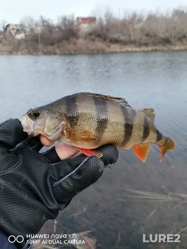 Perch — Dolzhik, Jan 26, 2025