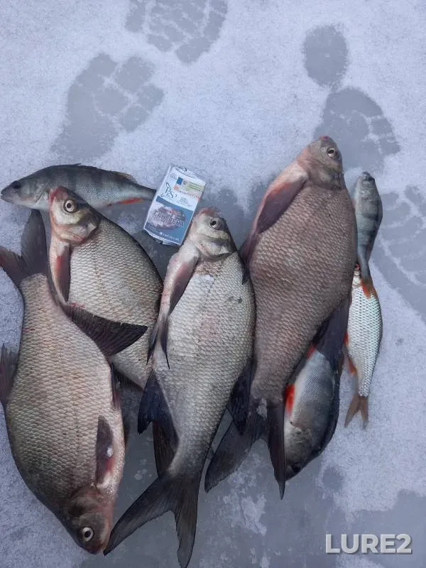 Bream, Perch — Mozhayskoye, Dec 27, 2024