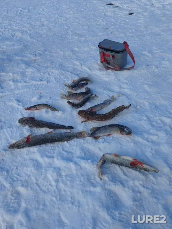 Burbot, Pike — Tobyl - Tobol, Feb 15, 2025