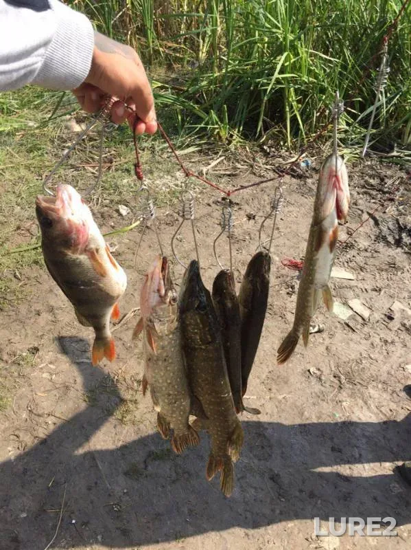 Perch, Pike — Sumska oblast, Sep 10, 2017
