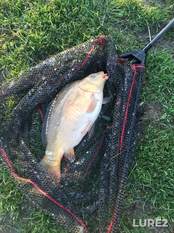 Carp — Fars, Nov 15, 2024