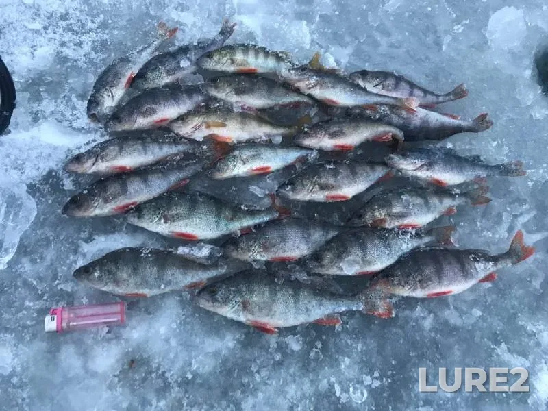 Perch — Volga, Dec 13, 2021