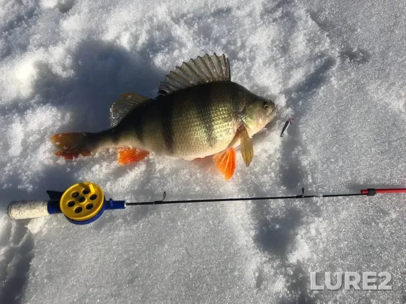 Perch — Dubna, Mar 14, 2022