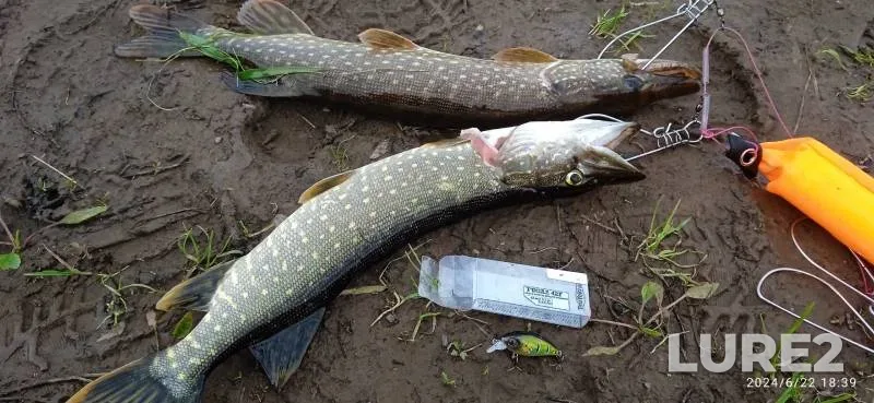 Pike — Golyanka, Jun 22, 2024