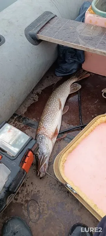 Pike — Votkinskoye, Jul 31, 2024
