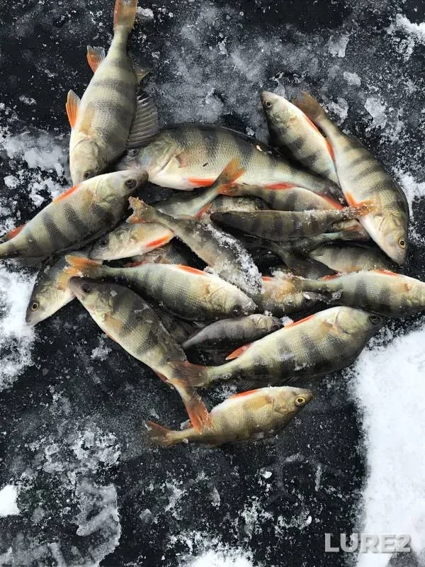 Perch — Vakhrinka, Nov 08, 2024