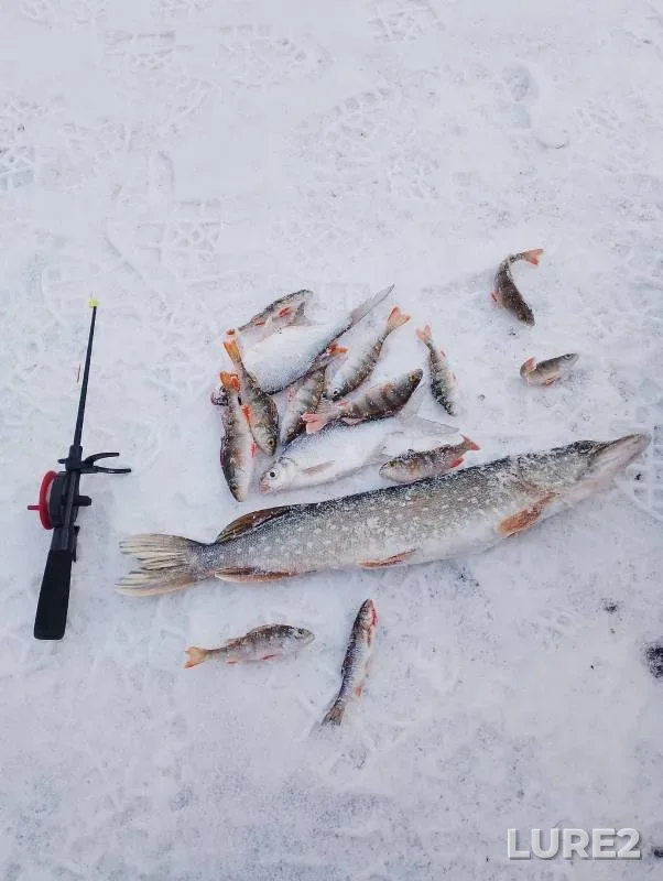 Perch, Pike — Votkinskiy, Dec 07, 2024