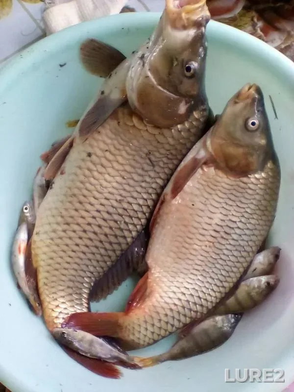 Carp, Perch — Sumska oblast, Sep 10, 2017