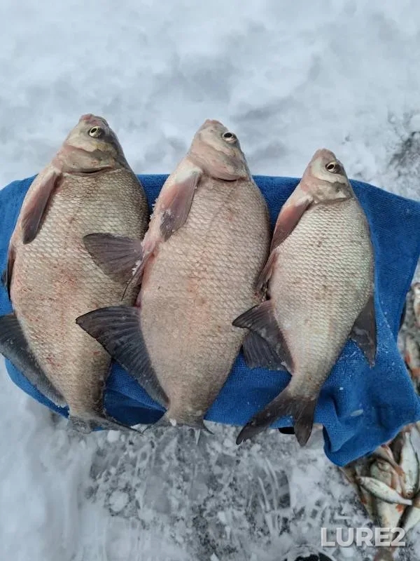 Bream, Perch — Votkinskiy, Dec 17, 2024