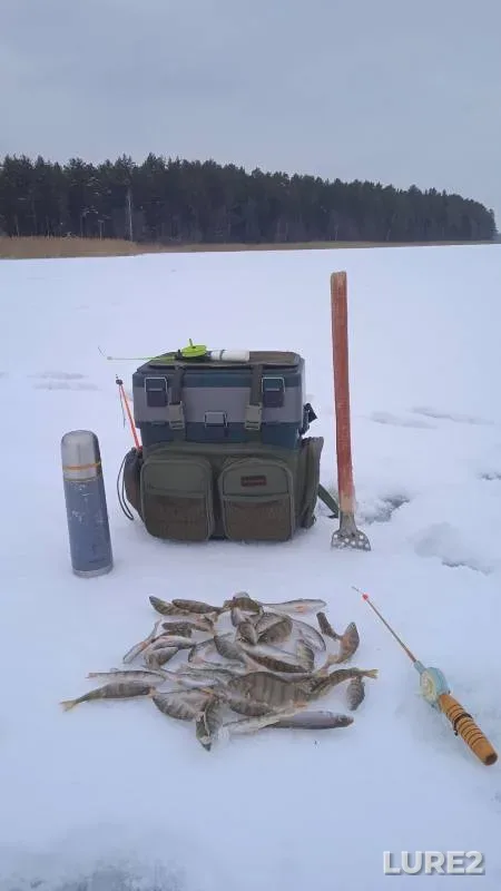 Perch, Roach — Votkinskiy, Jan 13, 2025