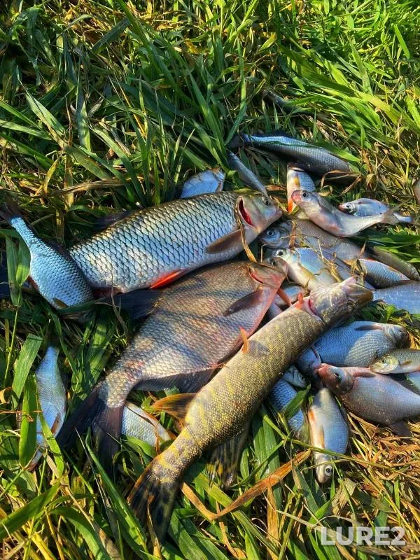Bream, Chub — Oka, Oct 15, 2024