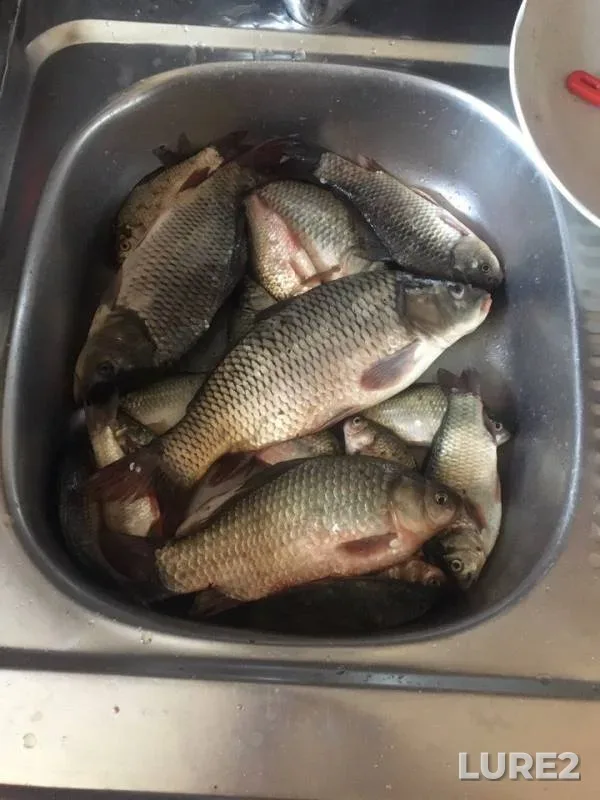 Carp, Crucian carp — Sumska oblast, Aug 13, 2017