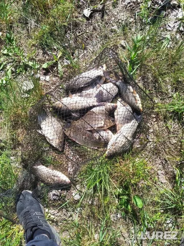 Crucian carp — Don, May 06, 2024