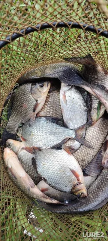 Crucian carp, White bream — Bolshoye Gorokhovskoye, May 11, 2024