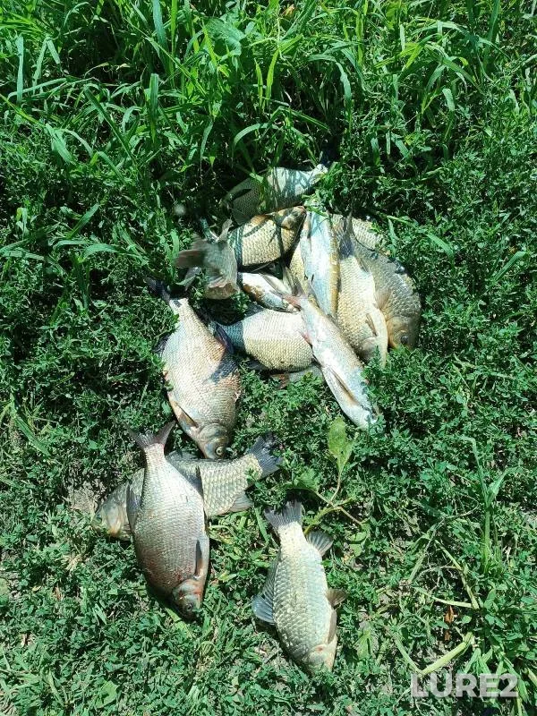 Bream, Crucian carp — Podgornoye, Jul 19, 2024