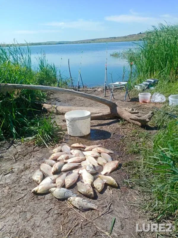 Crucian carp — Voronezhskaya oblast, Aug 10, 2024