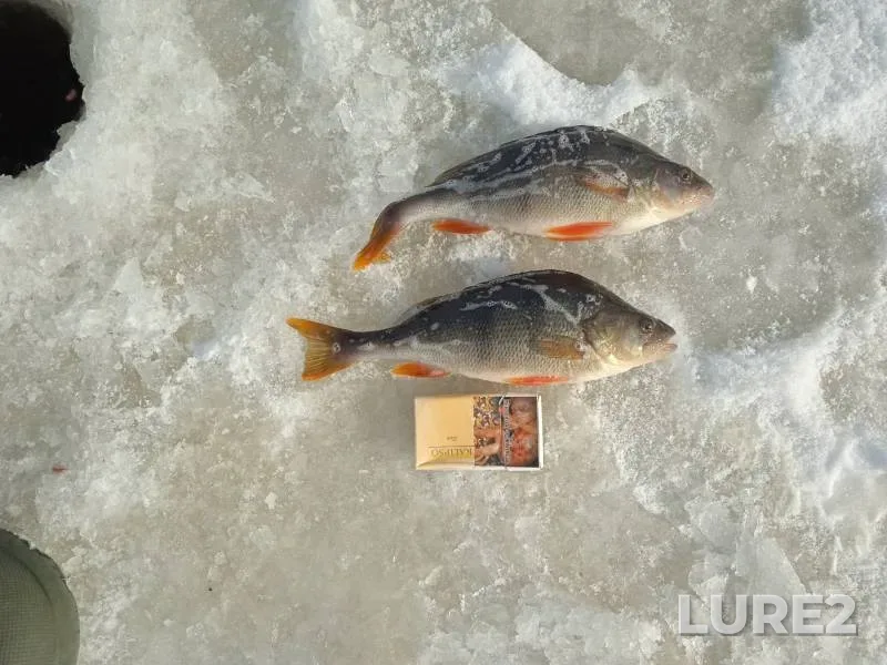 Perch — Voronezhskaya oblast, Feb 13, 2025