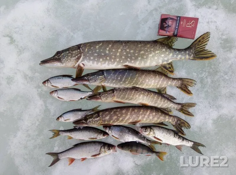 Perch, Roach — Permskiy kray, Apr 03, 2021