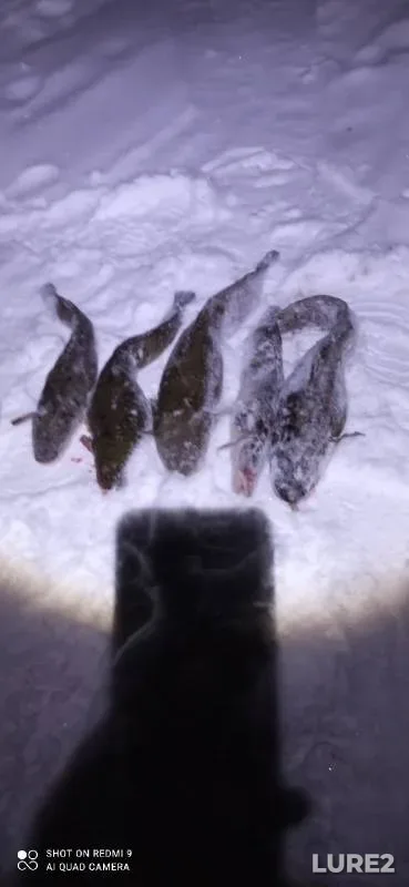 Burbot — Kama, Nov 21, 2021