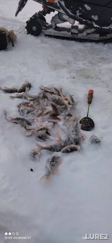 Perch — Kama, Dec 30, 2021