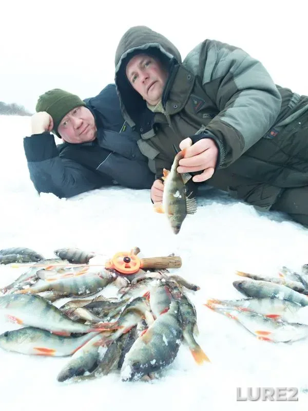 Perch — Borovaya, Nov 27, 2021