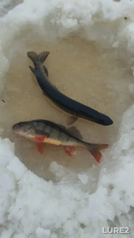 Perch, Pike — Krivoye, Feb 02, 2025