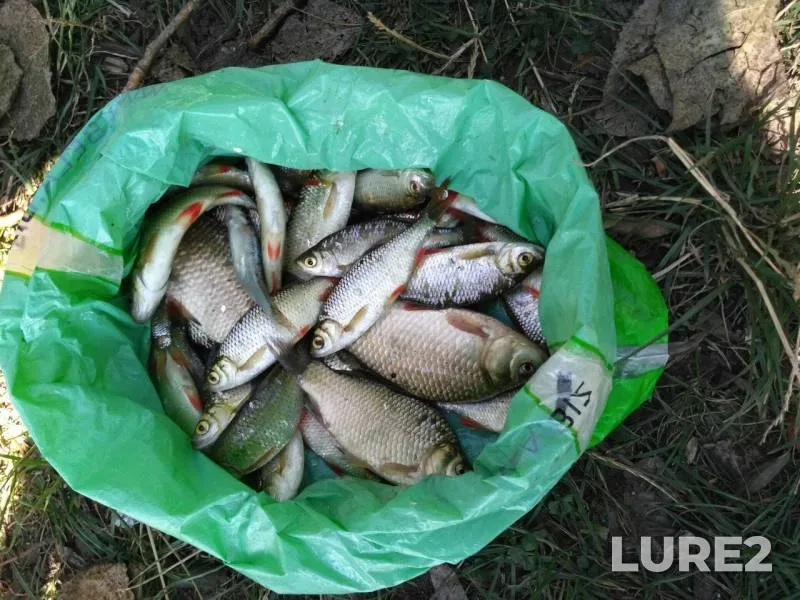 Crucian carp, Roach — Sumska oblast, Aug 09, 2017