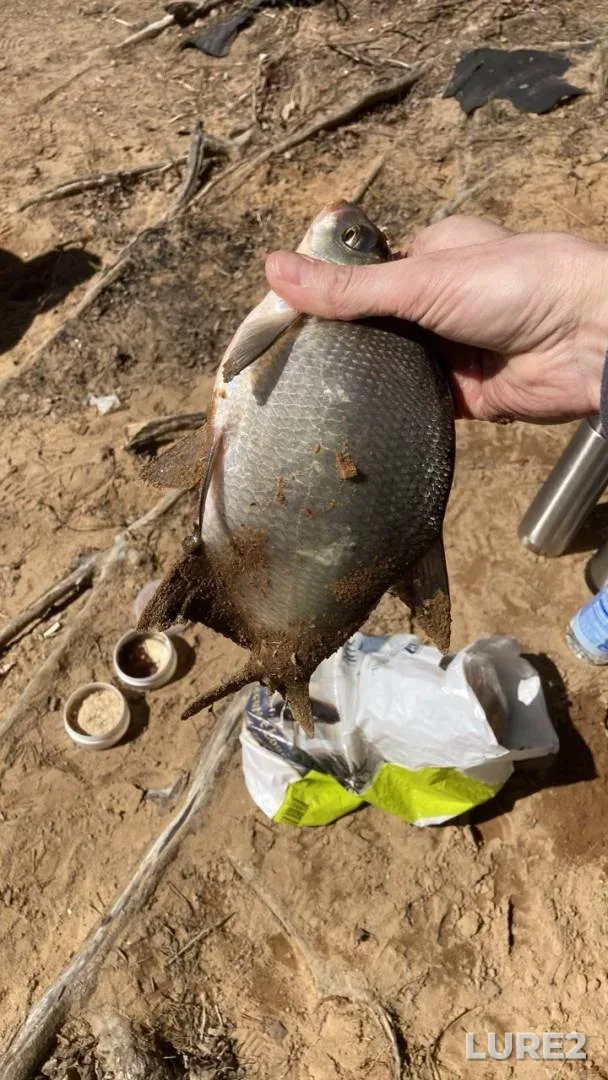 Bream, Perch — Volga, May 04, 2025, 9:23 AM