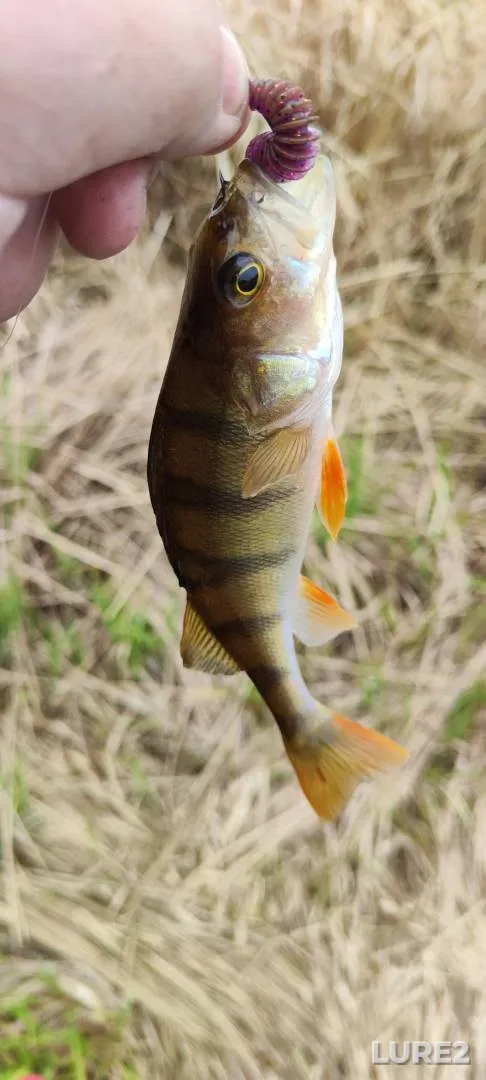 Perch, Pike — Lugovaya Tish (Staraya Tish), May 03, 2025