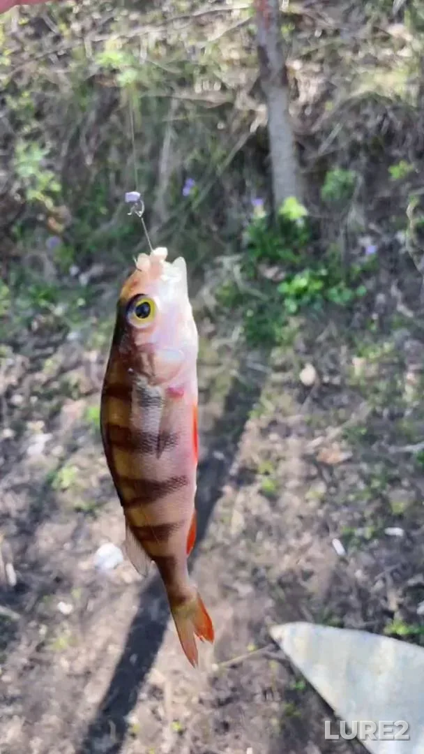 Perch — Sinichka, Apr 24, 2025, 1:00 PM