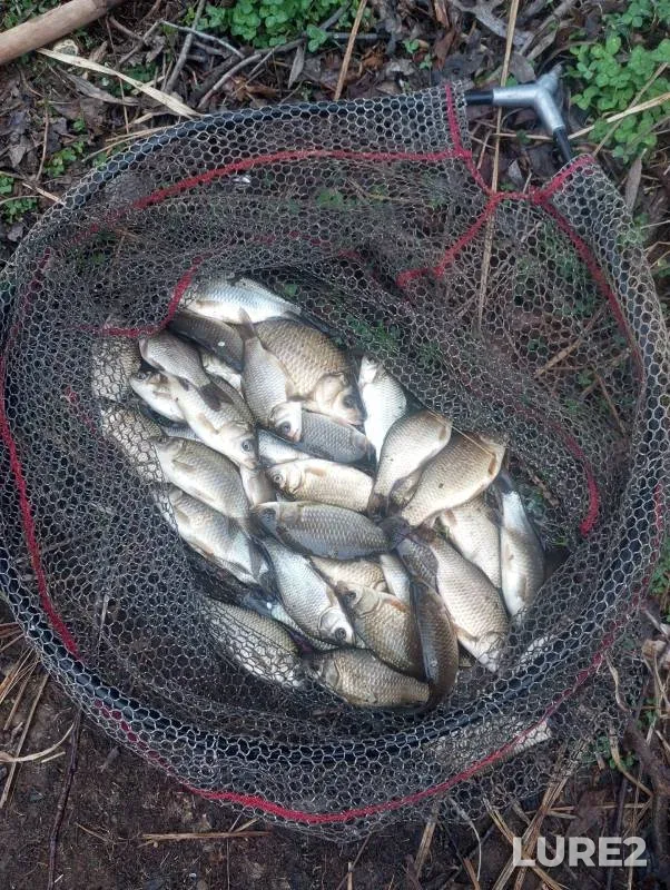Crucian carp — Kirovskaya oblast, Apr 23, 2025