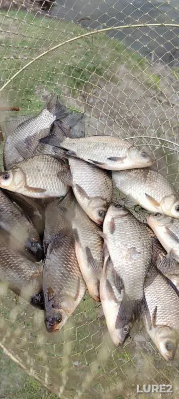 Crucian carp — Krugloye, Apr 13, 2025