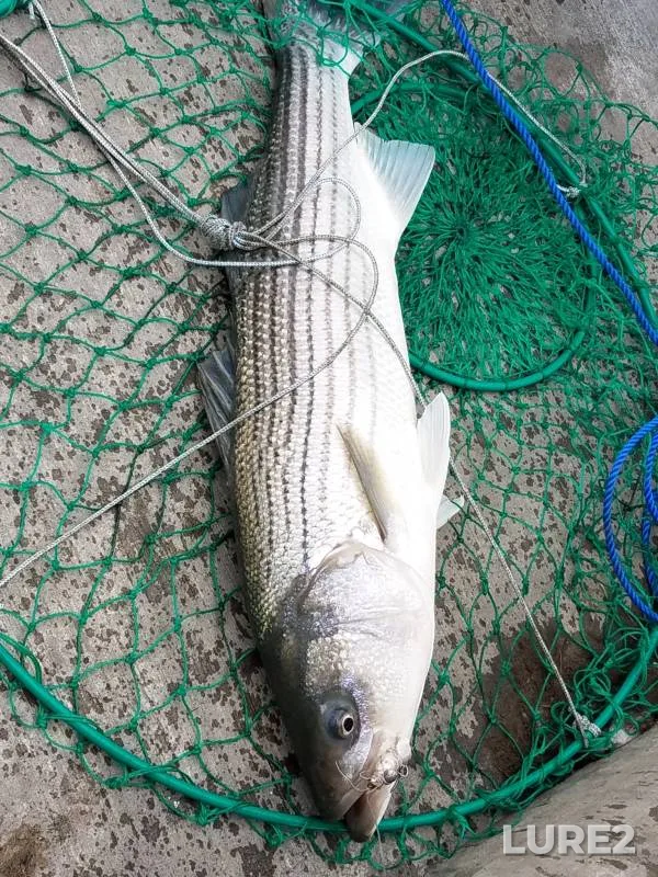 Striped bass — San Pablo Bay, Feb 23, 2019, 8:22 AM