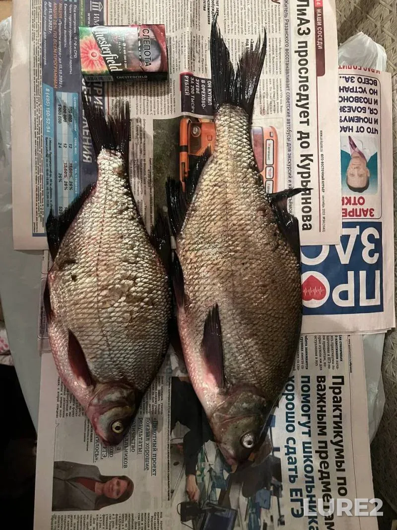 Bream — Moskva, May 31, 2025, 10:00 AM