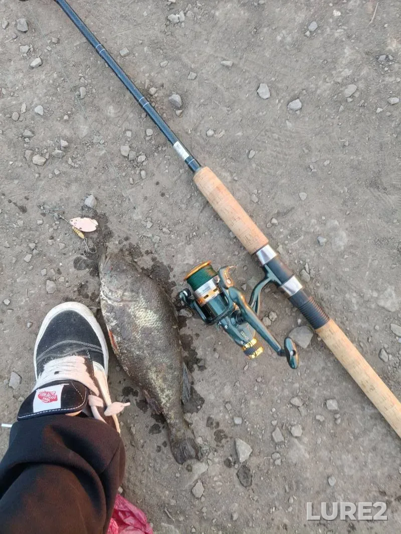 Perch — Rostovskaya oblast, Jun 07, 2025, 5:00 PM