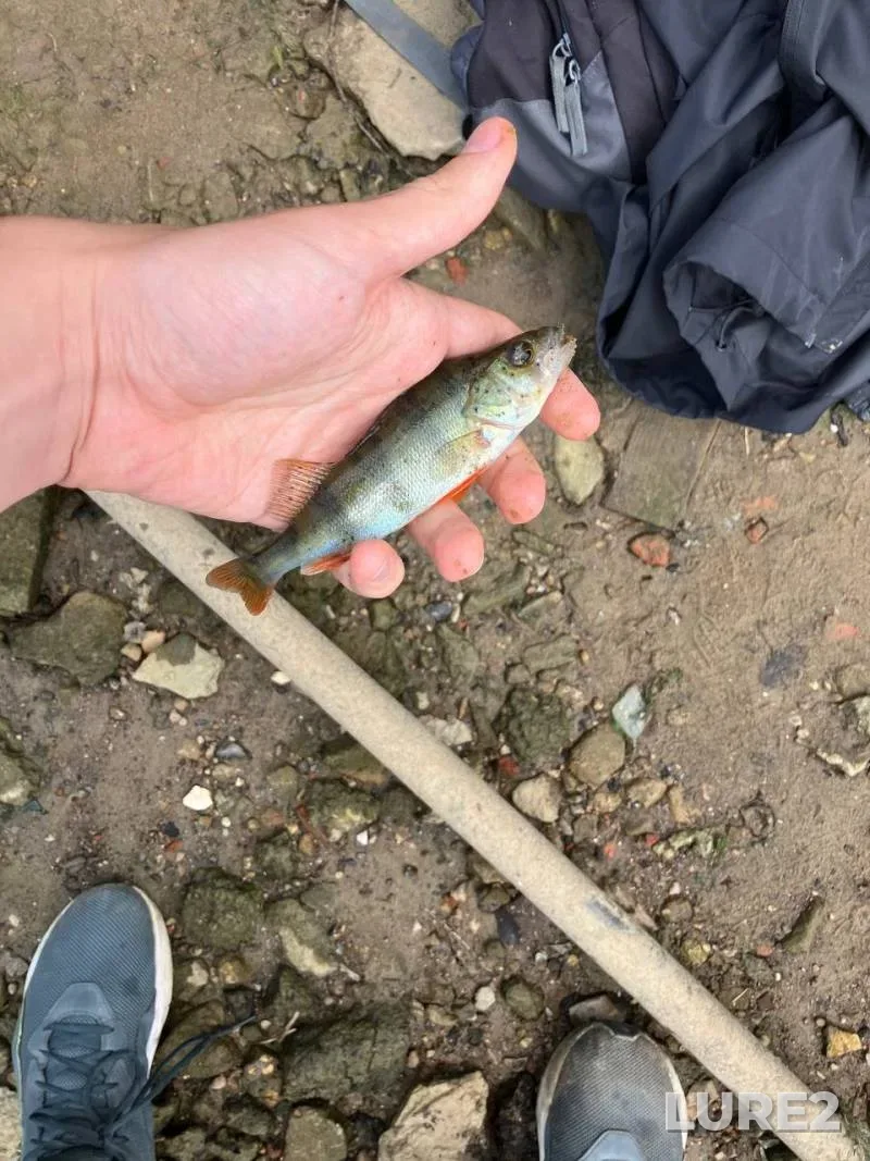 Perch — Oka, Jun 14, 2025, 11:00 AM