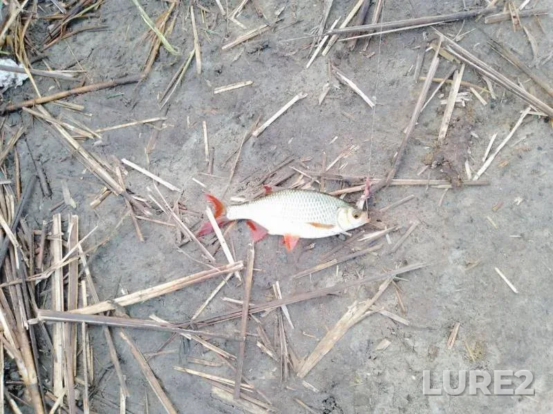 Roach — Volgogradskaya oblast, Jun 14, 2025, 6:00 AM