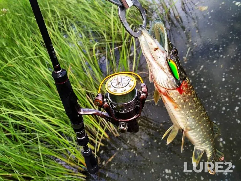 Perch, Pike — Desna, Jul 09, 2017