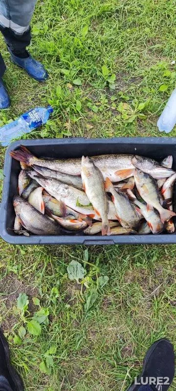 Perch, Pike — Budanovskoye, Jun 23, 2025