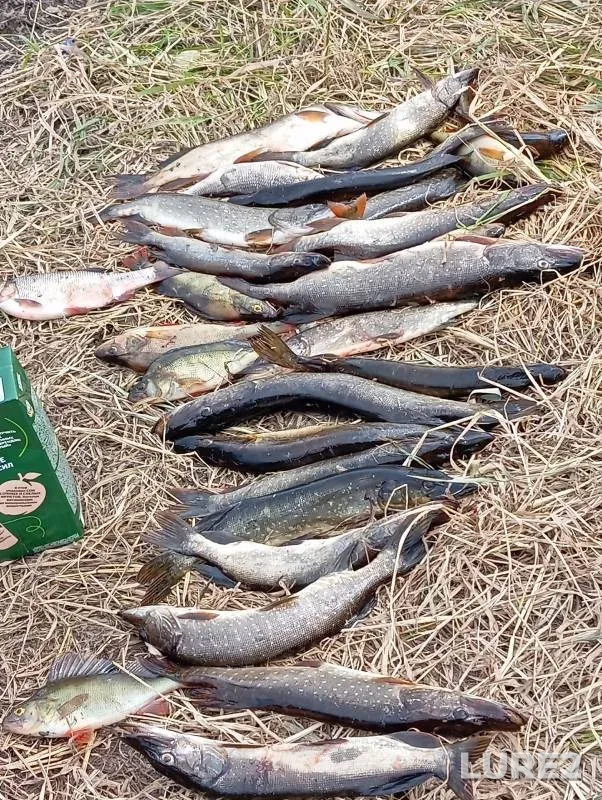 Perch, Pike — Staritsa, Jun 28, 2025