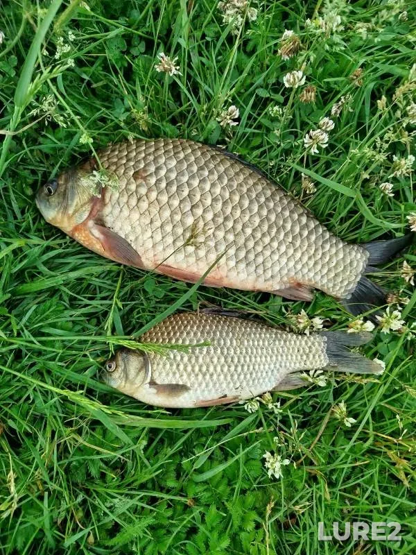 Crucian carp — Sukhoy Buzim, Jun 22, 2025