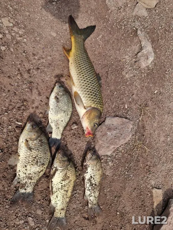 Crucian carp — Respublika Khakasiya, Jun 29, 2025