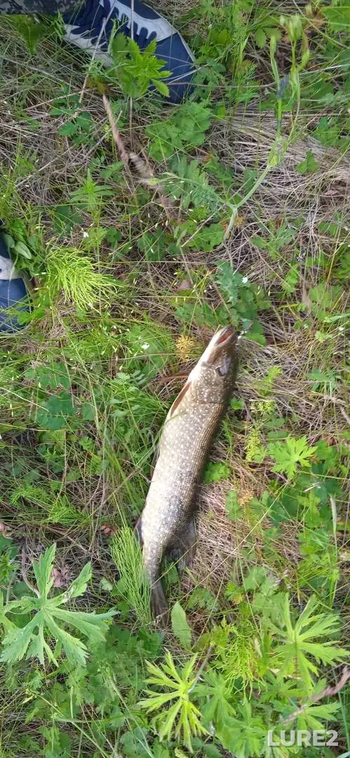Pike — Bolshaya Avda, Jul 04, 2025, 6:20 PM